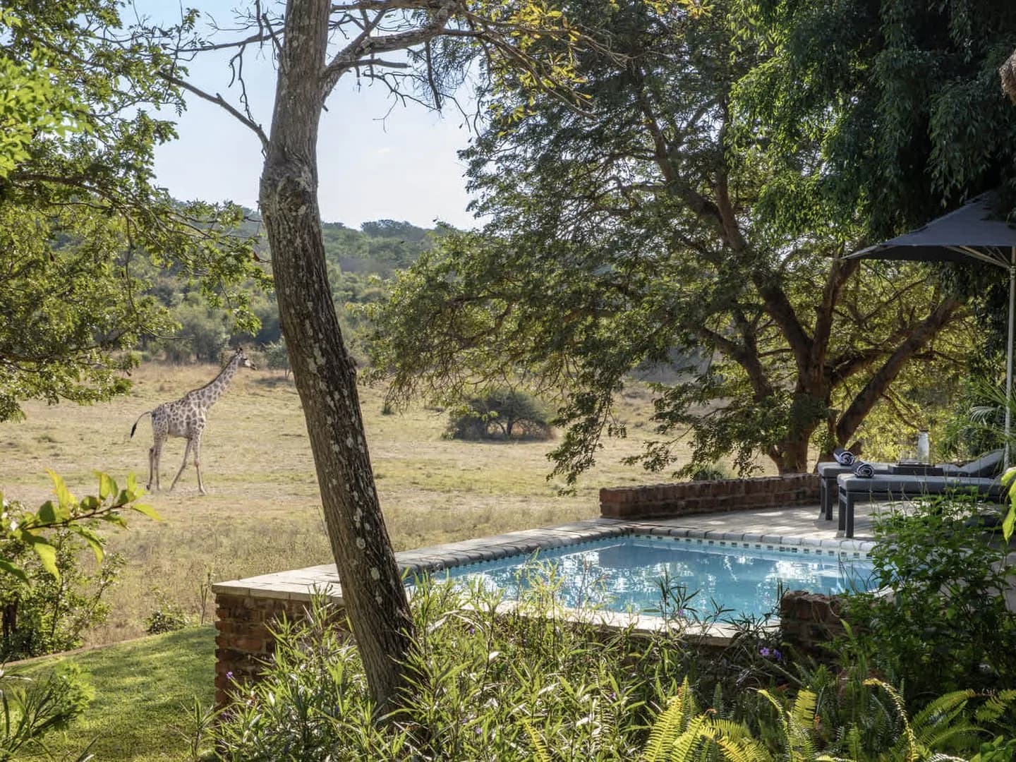 Anantara Stanley & Livingstone – Pool Suite mit Giraffe in der Savanne